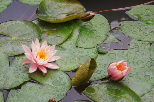 Persikų, Vandens Lelija, Gėlė