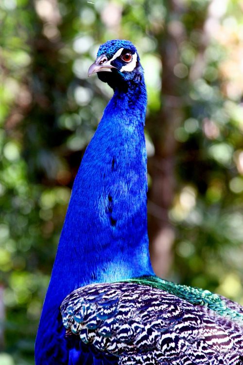 Povas Paukštis, Hawaii, Mėlynas, Plunksnos