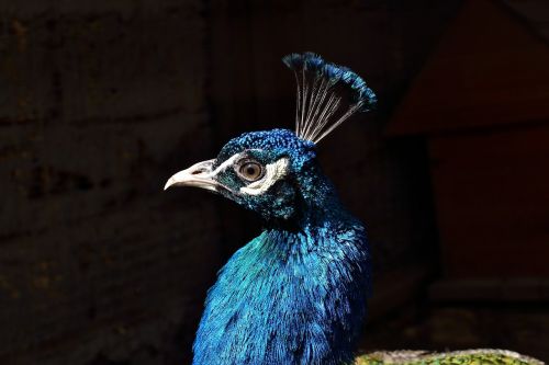 Povas Galva, Peafowl, Profilis, Plunksna, Spalva, Spalvinga, Snapas, Kaklas, Plumėjimas, Turkis, Gyvas, Akis, Laukinė Gamta, Gamta, Lauke, Žiūri, Portretas, Uždaryti