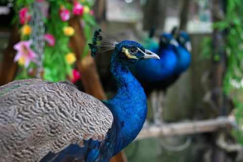 Povas Paukštis, Gėlės, Mėlynas Paukštis, Gyvoji Gamta, Grožis, Zoologijos Sodas