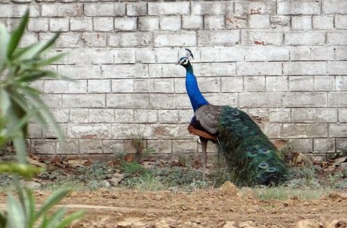 Povas Nacionalinė Paukštis, Plumėjimas, Ghaziabad, Paukštis, Indija