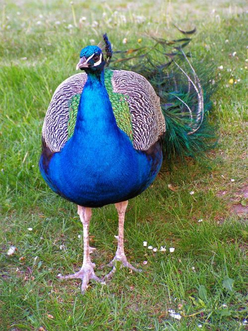Peacock Korunkatý, Patinas, Povas 