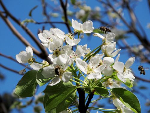 Kriaušė, Gėlė, Bičių, Pavasaris, Gamta, Bitė Ant Gėlių, Bitė Gėlių Kriauše