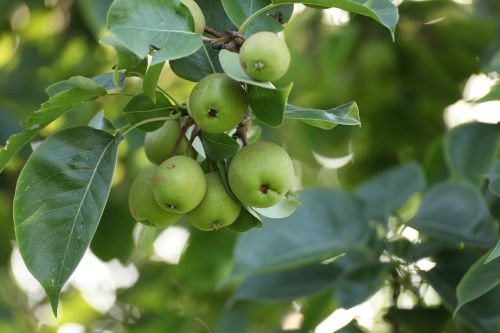 Kriaušė, Vaisiai, Gamta, Sodas, Sveikata, Maistas, Ekologiškas, Šviežias, Sveikas, Derlius, Prinokę, Žemdirbystė, Žalias, Sezonas, Saldus, Augalas, Skanus, Mityba, Vasara, Lapai, Filialas, Skanus, Natūralus, Sultingas, Vegetariškas, Geltona, Šviežumas, Mityba