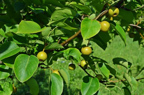 Kriaušė,  Azijos Kriaušė,  Medis,  Liūdnas,  Sodas,  Iš Arti,  Gamta,  Lapija,  Augmenija,  Vaisiai,  Konary,  Lapai,  Vitaminai,  Sodininkystė,  Auginimas,  Sveikata,  Žemdirbystė,  Geltona,  Maistas