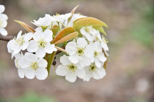 Kriaušių Gėlė, Vaisių Sodas, Balta, Baltos Gėlės, Flora, Pavasaris