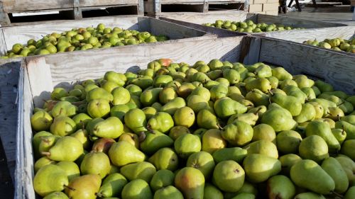 Kriaušės, Bartlett Kriaušė, Bartlett, Sveikas, Vaisiai, Maistas, Šviežias, Ekologiškas, Prinokę, Saldus, Žalias, Užkandis, Skanus, Žaliavinis, Vegetariškas, Sultingas, Mityba, Skanus, Mityba, Natūralus, Desertas, Žemdirbystė, Gamta, Stiebas, Pagaminti, Šviežumas, Vitaminas, Ruduo