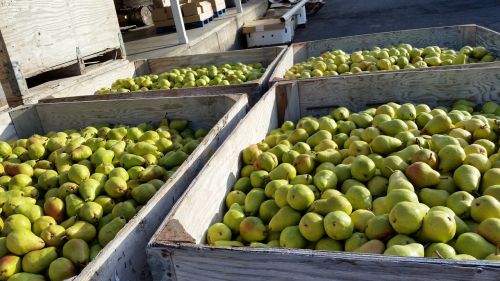 Kriaušės, Bartlett Kriaušė, Bartlett, Sveikas, Vaisiai, Maistas, Šviežias, Ekologiškas, Prinokę, Saldus, Žalias, Užkandis, Skanus, Žaliavinis, Vegetariškas, Sultingas, Mityba, Skanus, Mityba, Natūralus, Desertas, Žemdirbystė, Gamta, Stiebas, Pagaminti, Šviežumas, Vitaminas, Ruduo