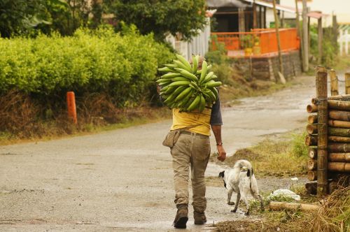 Valstiečiai, Finlandia, Quindio, Kolumbija, Laukas