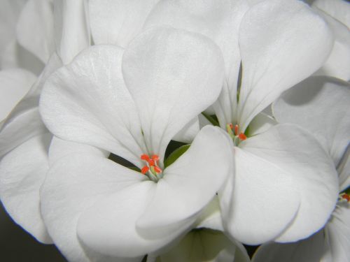 Pelargonium, Balta, Gėlė, Geranium, Gėlės, Žydėti, Žiedlapis, Balta Gėlė, Dekoratyvinis Augalas, Baltos Gėlės, Iš Arti, Makro, Graži Gėlė, Tuti