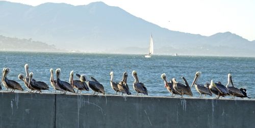 Pelican, Paukštis, Rudas Pelikanas, Pelecanus, Pelecanus Occidentalis, Įlanka, Vanduo, Laukinė Gamta, San Franciskas, Amerikietis, Usa