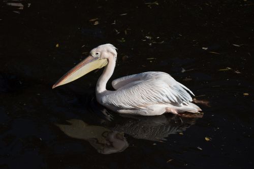Pelican, Paukštis, Balta, Gražus, Natūralus