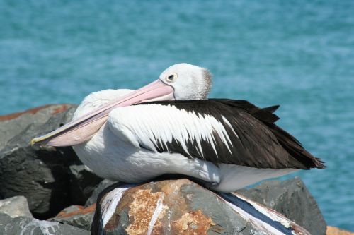 Pelican, Sidnėjus, Australija, Australia, Sidnėjus, Paukštis