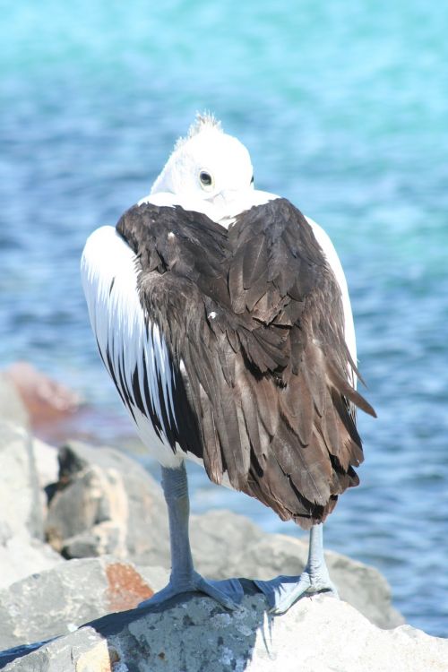 Pelican, Australia, Paukštis, Gamta, Papludimys
