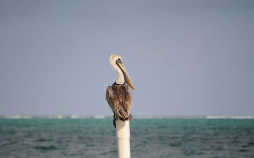 Pelican, Belizas, Paukštis, Laukiniai, Jūra, Vanduo, Caye, San, Pedro, Karibai, Centrinis, Amerikietis