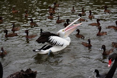 Pelican, Paukštis, Vandens Paukštis