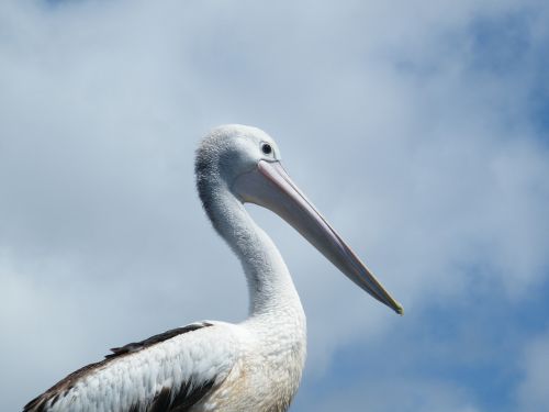 Pelican, Paukštis, Gamta, Gyvūnas, Australian-Pelican, Snapas, Laukinė Gamta