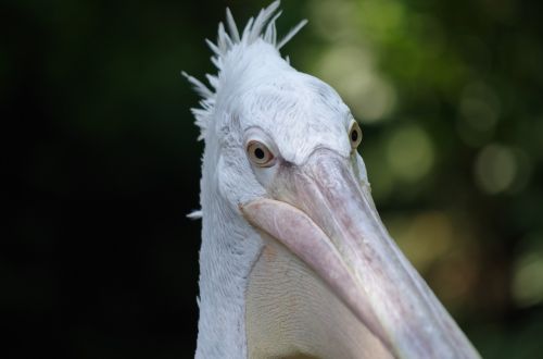 Pelican, Paukštis, Gyvūnas