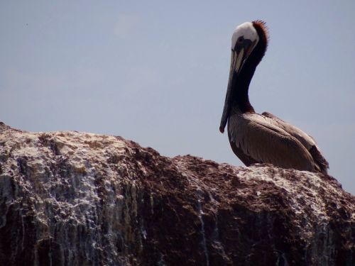 Pelican, Jūros Paukštis, Papludimys, Šventė