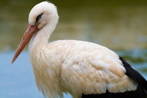 Pelican, Paukščiai, Gamta