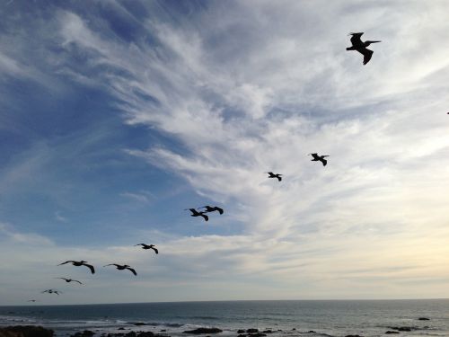 Pelican, Skraidantys Paukščiai, Dangus, Vandenynas, Mėlynas, Mėlynas Dangus, Jūra, Kranto