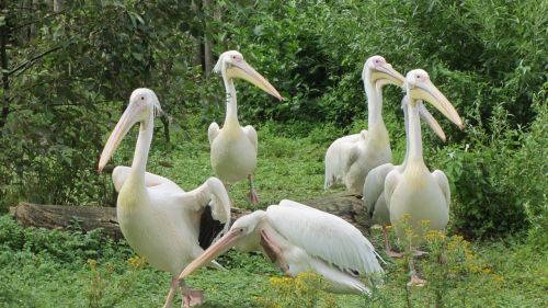 Pelican, Snapas, Vandens Paukščiai, Gyvūnas