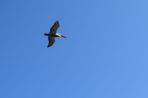 Pelican, Skraidantis, Paukštis, Laukinė Gamta, Jūros Paukštis