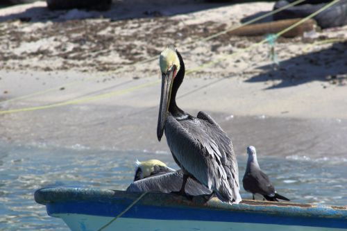 Pelican, Papludimys, Jūros Paukštis, Žvejai