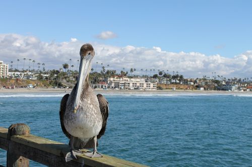 Pelican, Pajūryje, Paukštis, Papludimys, Gamta, Vanduo, Laukinė Gamta, Vandens Paukštis, Pelecanus, Lauke, Pakrantės