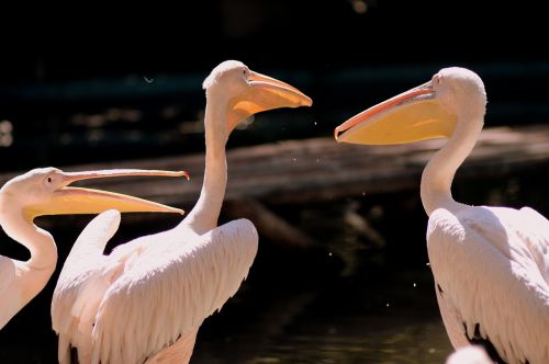 Pelican, Paukščiai, Trys, Balta, Vanduo