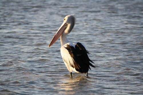 Pelican, Papludimys, Jūra, Vanduo, Paukštis