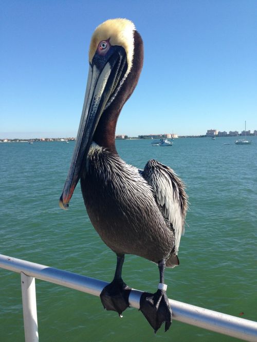 Pelican, Atogrąžų, Vanduo, Prieplauka, Sankt Peterburgas, Florida, Iš Arti