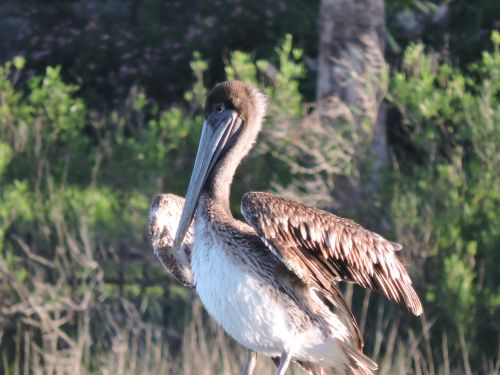 Pelican, Paukštis, Gamta