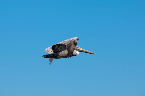 Pelican, Dangus, Gamta