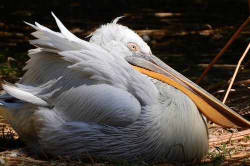 Pelican, Plunksna, Vandens Paukščiai, Prague Zoo