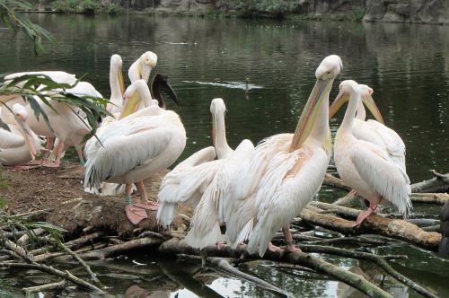 Pelican, Rožinis Pelikanas, Pelikanai, Paukščiai, Paukštis, Didelis Sąskaita