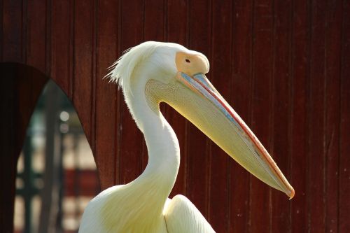 Pelican, Zoologijos Sodas, Kelia