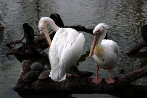 Pelican, Balta, Vanduo, Gyvūnas, Paukštis, Maišas, Pelikanai
