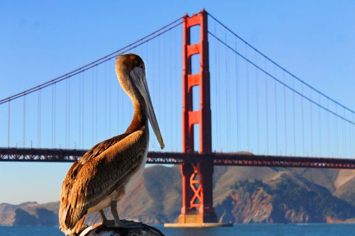 Pelican, Auksinių Vartų Tiltas, San Franciskas, Paukštis, Kalifornija, Kranto, Laukinė Gamta, Tiltas, Gamta, Orientyras, Gyvūnas, Prieplauka, Prieplauka