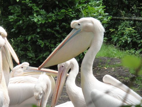 Pelican, Zoologijos Sodas, Vandens Paukščiai, Gyvūnai, Paukštis