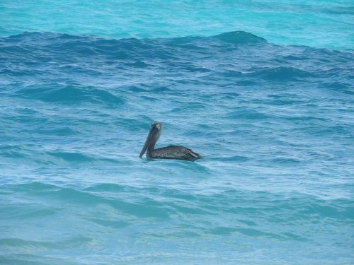 Pelican, Jūros Vanduo, Vanduo, Dangus, Debesys, Mėlynas, Kraštovaizdis, Cancun, Ave