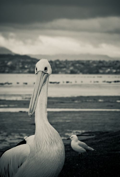 Pelican, Paukštis, Kajakas, Wollongong, Lakeillawarra, Juoda Ir Balta, Ežeras, Audringas