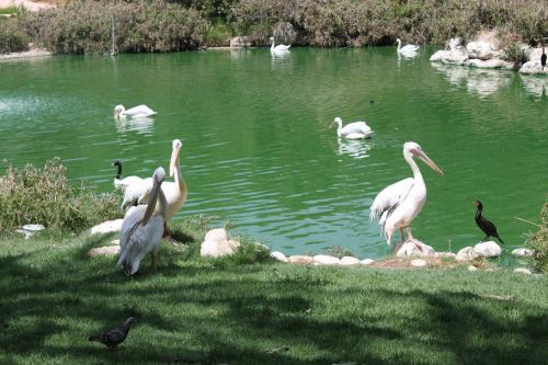 Pelican, Paukštis, Gyvūnas, Vandens Paukštis, Puikus Baltas Pelikanas, Rytinė Balta Pelican, Baltas Pelikanas, Zoologijos Sodas, Paukščiai, Pelikanai, Gamta