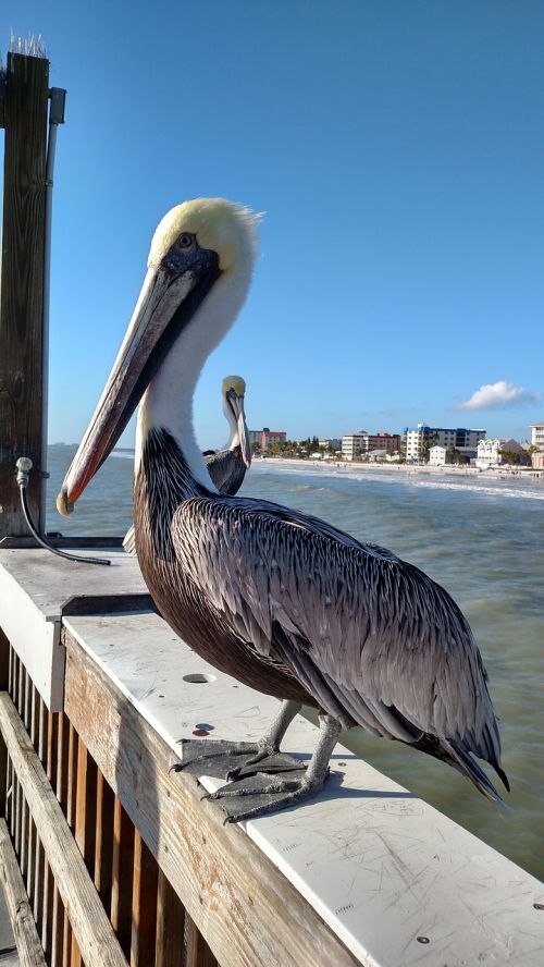 Pelican, Papludimys, Vasara