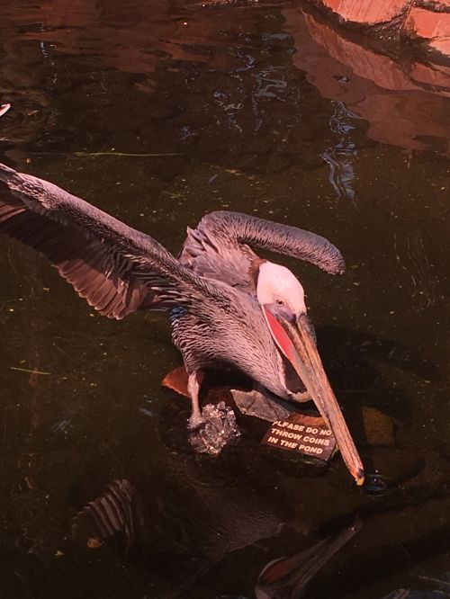 Pelican, Paukštis, Laukinė Gamta