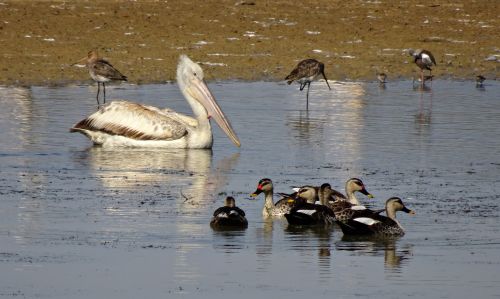 Pelican, Paukštis, Antis, Vietoje, Ornitologija, Laukinė Gamta, Gamta, Paukščių Stebėjimas, Vandens Paukščiai, Kachchh, Indija