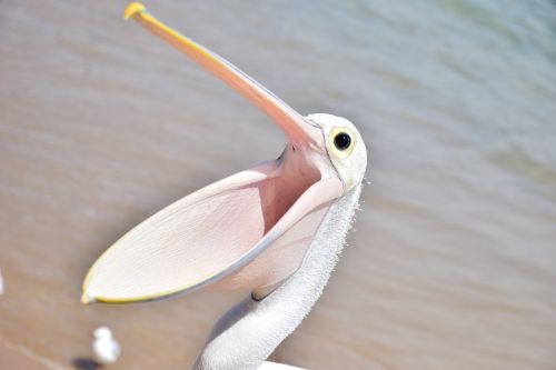 Pelican, Paukštis, Jūra, Gyvūnas, Sparnai, Atviras Snapas, Natūralus, Papludimys, Jūros Paukštis, Sidnėjaus Paplūdimiai, Australia