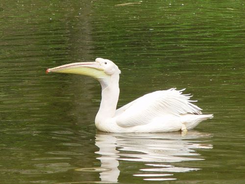 Pelican, Balta, Vanduo, Paukštis