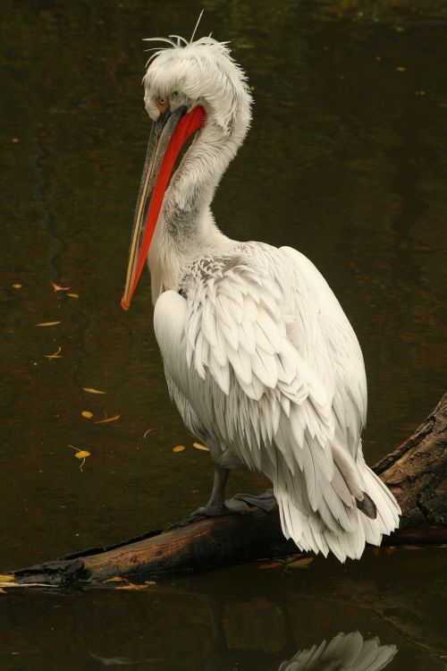 Pelican, Zoologijos Sodas, Gyvūnas, Vandens Paukščiai, Paukštis