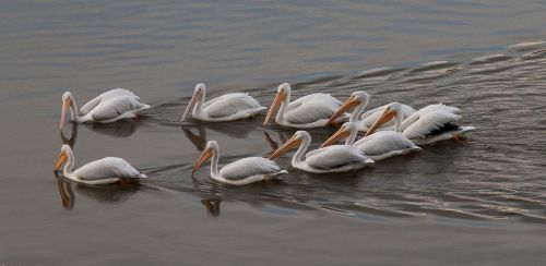 Pelican, Balta, Vanduo, Gamta, Laukinė Gamta, Paukštis, Vandens Paukščiai